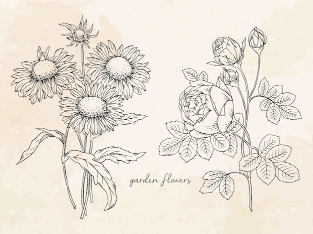 Download Premium Vector | Linear illustration of garden flowers ...