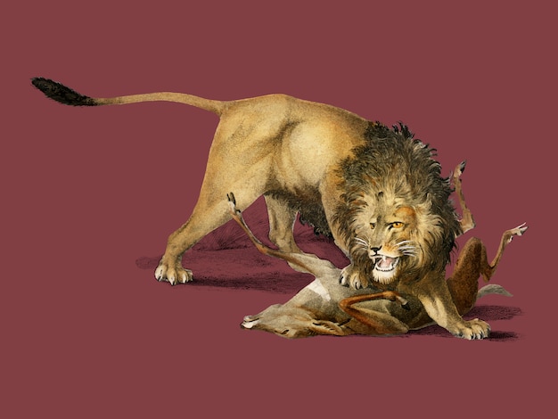 Free Vector | Lion eating a deer