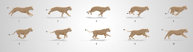  Lioness run cycle animation sequence Premium Vector