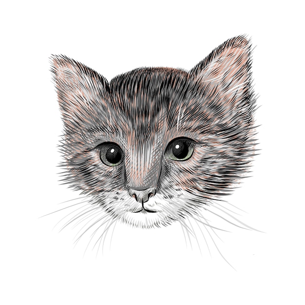 小さな猫 子猫のイラスト 手描きのスケッチ図面 ペットの肖像画 かわいい動物 プレミアムベクター