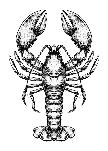Premium Vector | Lobster doodle
