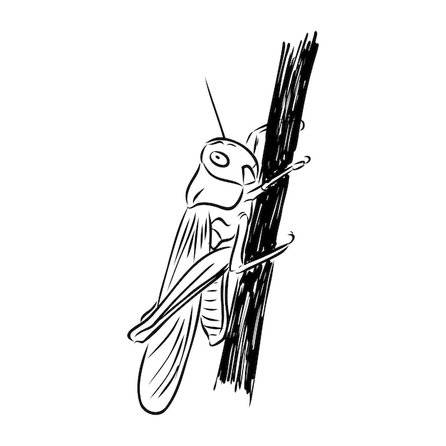 Premium Vector Locust contour sketch isolated on white background vector