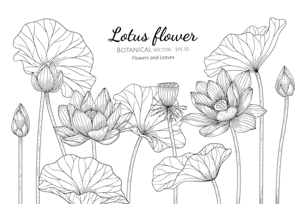 蓮の花と葉の植物の手描きイラスト プレミアムベクター
