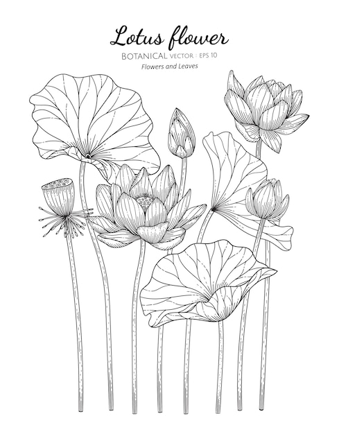 蓮の花と葉の手描きの植物イラスト プレミアムベクター
