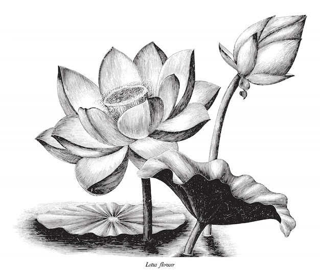 白い背景で隔離の蓮の花植物ヴィンテージ彫刻イラスト プレミアムベクター