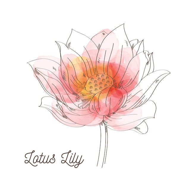 Premium Vector Lotus Lily Flower Illustration On White Background