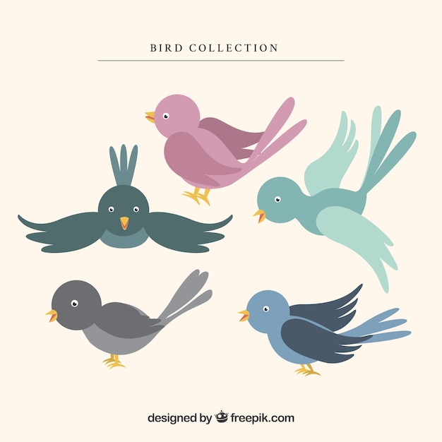 Lovely bird collection