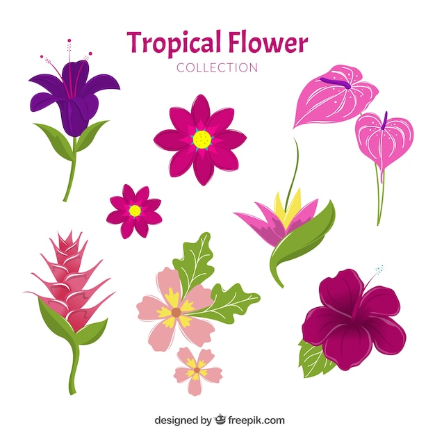 Lovely hand drawn tropical flower
collection