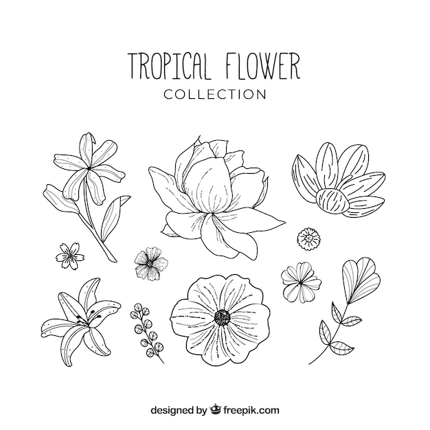 Lovely hand drawn tropical flower
collection