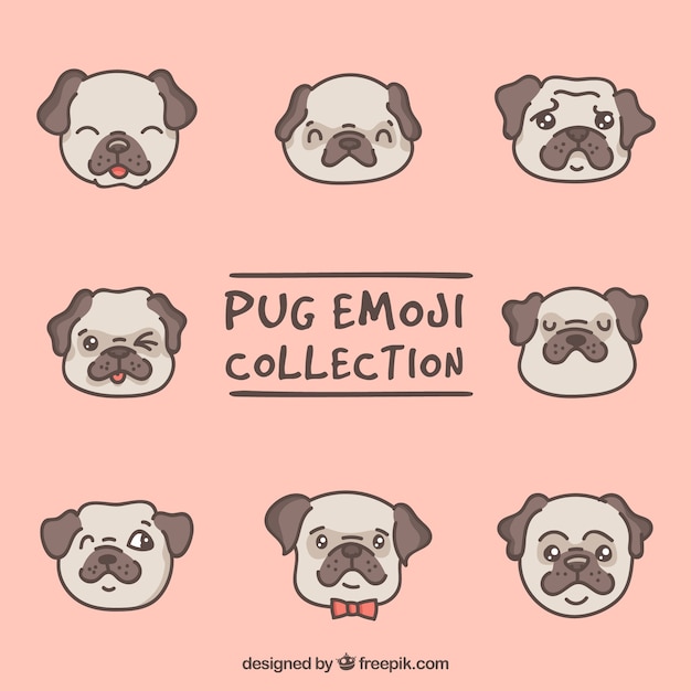 Lovely pack of pug faces