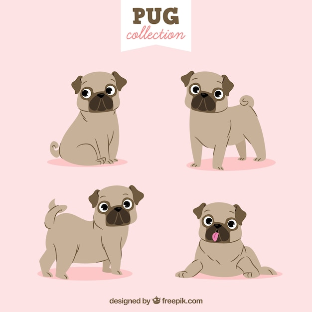 Lovely pug collection
