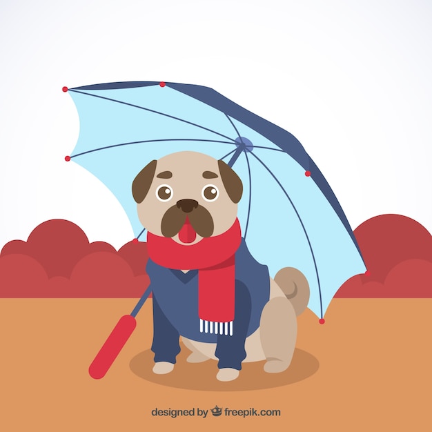 Lovely pug with umbrella and coat