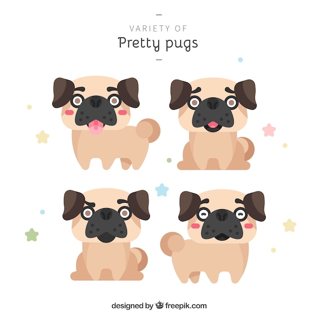 Lovely pugs with happy faces