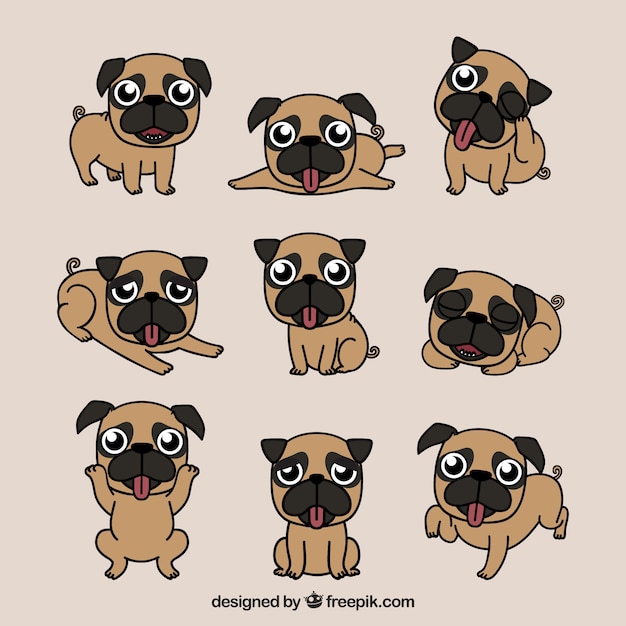 Lovely variety of happy pugs