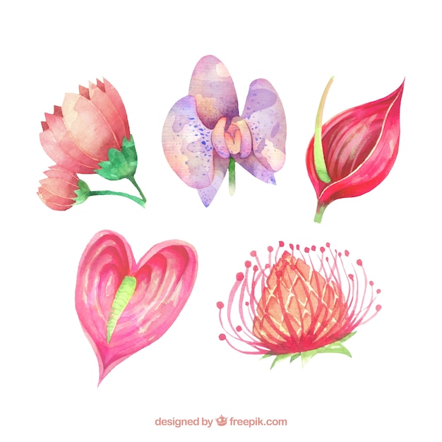 Lovely watercolor tropical flower\
collectio