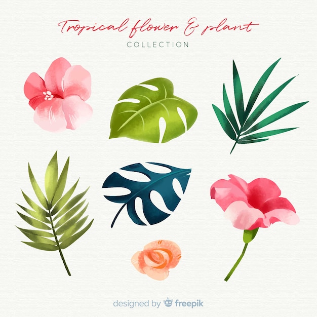 Free Vector Lovely Watercolor Tropical Flower Collectio