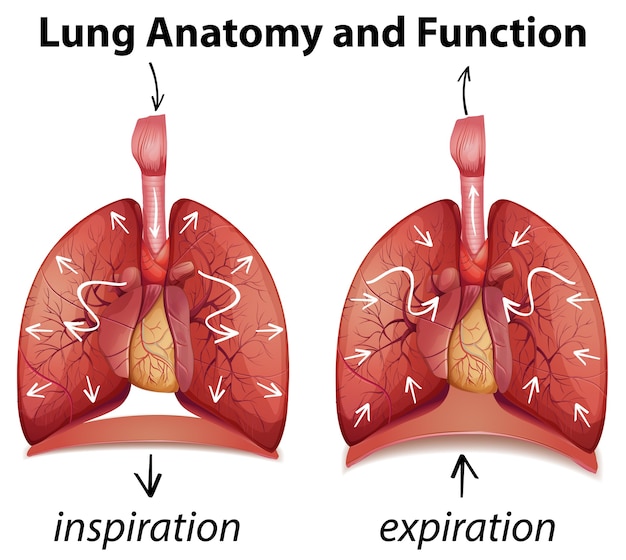 Premium Vector | Lung anatomy and functions for education