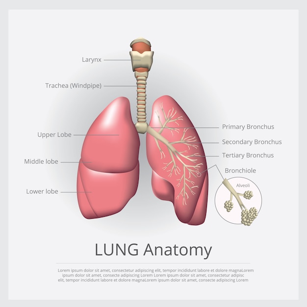 Lung with detail illustration | Premium Vector