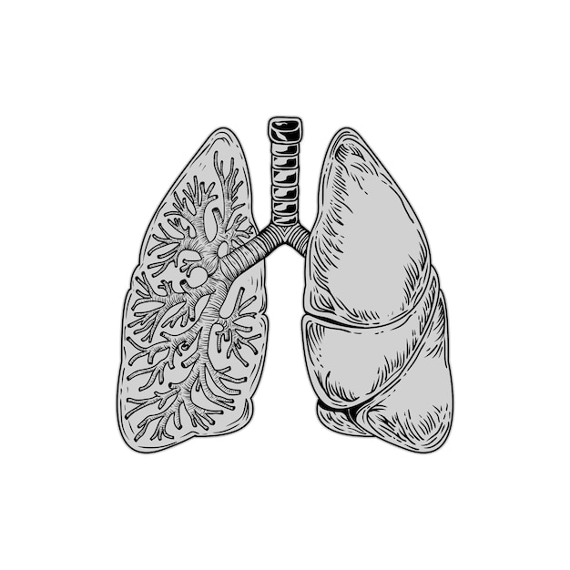 Premium Vector | Lungs