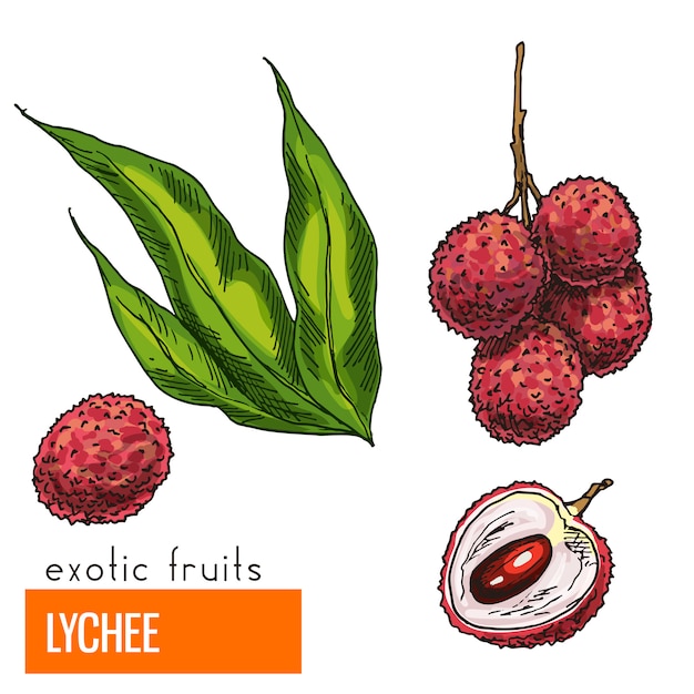 Premium Vector Lychee. full color realistic hand drawn