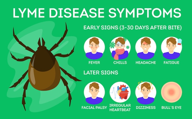 Premium Vector Lyme Disease Symptoms Danger For Health From Tick