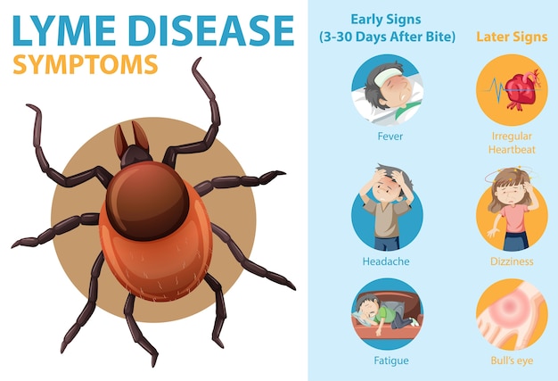 Free Vector | Lyme disease symptoms information infographic