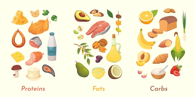微量栄養素のイラスト 主な食品グループ タンパク質 脂肪 炭水化物 ダイエット 健康的な食事の概念 プレミアムベクター