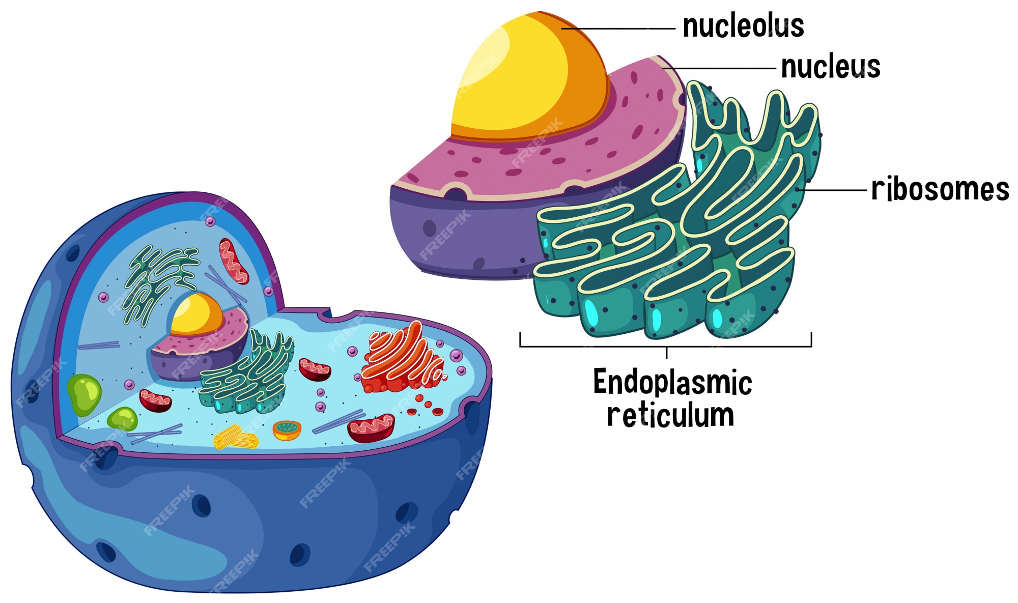 Premium Vector | Magnified animal cell diagram