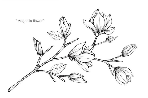 Magnolia flower drawing illustration | Premium Vector