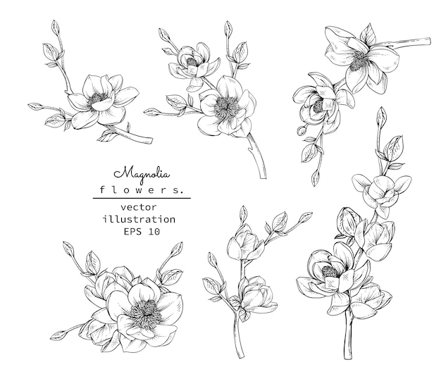 Download Magnolia flower drawings. Vector | Premium Download