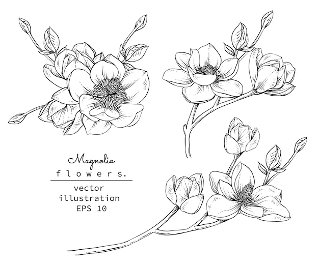 Premium Vector Magnolia flower drawings.