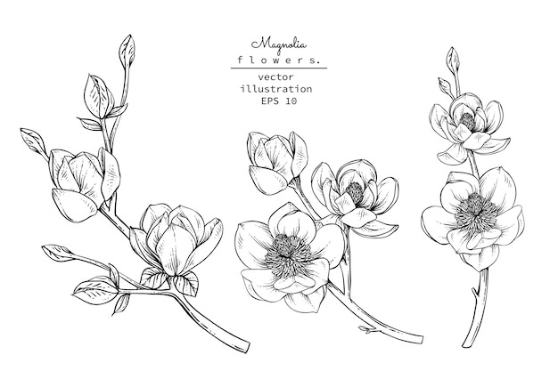 Magnolia flower drawings. Vector | Premium Download