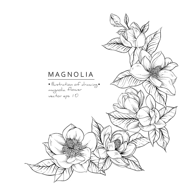 Premium Vector Magnolia flower drawings