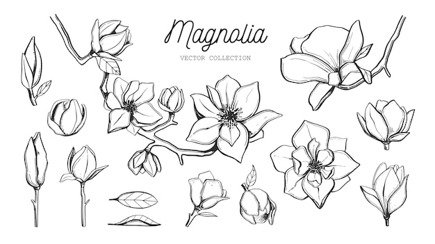 Premium Vector | Magnolia flower set.