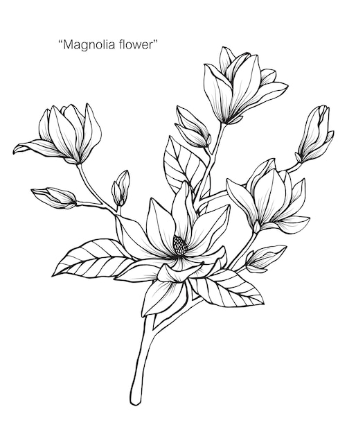 Download Magnolia flower Vector | Premium Download