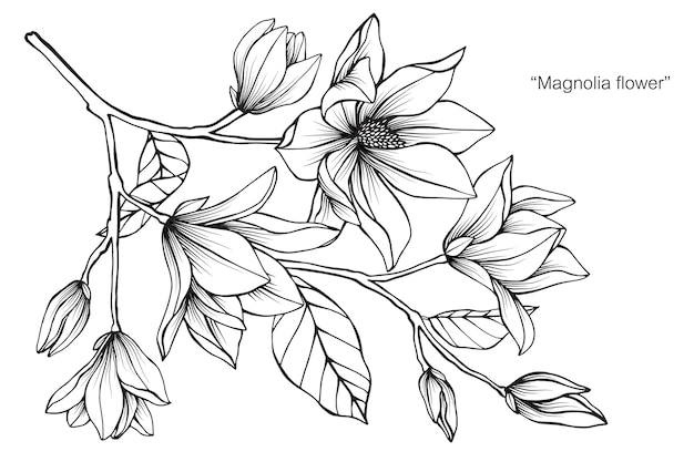 Magnolia flower Vector | Premium Download
