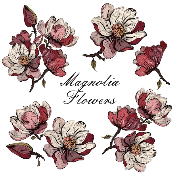 Download Magnolia flowers collection Vector | Premium Download