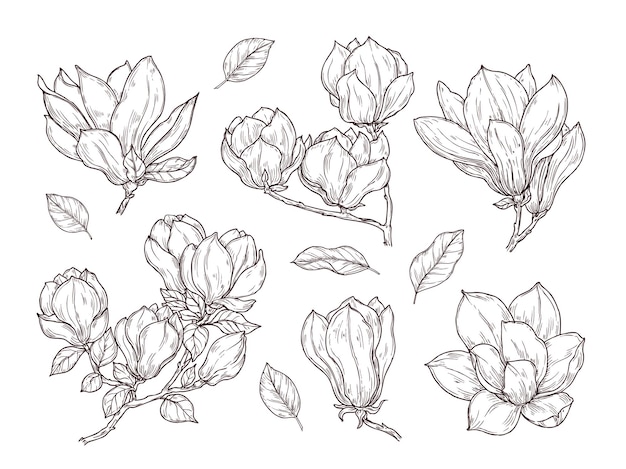 マグノリアの花のスケッチ 植物の春の束の花を描きます 孤立した花の植物と葉 手描きのビンテージ花束ベクトルセット イラスト植物の花 花束コレクションスケッチ プレミアムベクター