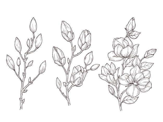 マグノリアのスケッチ アート花の花の枝と花の束 ロマンチックな春の植物 自然 グラフィック植物イラストを描きます 枝マグノリア植物装飾 プレミアムベクター