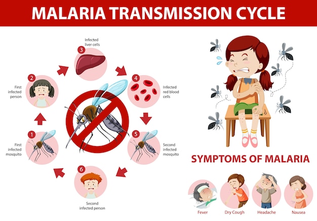 Free Vector | Malaria transmission cycle and symptom information