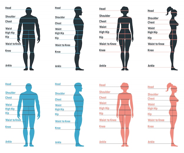 Male and female size chart anatomy human character, people dummy front ...