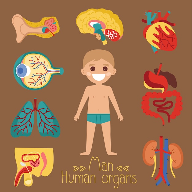プレミアムベクター 人間の臓器を持つ男性の健康イラスト