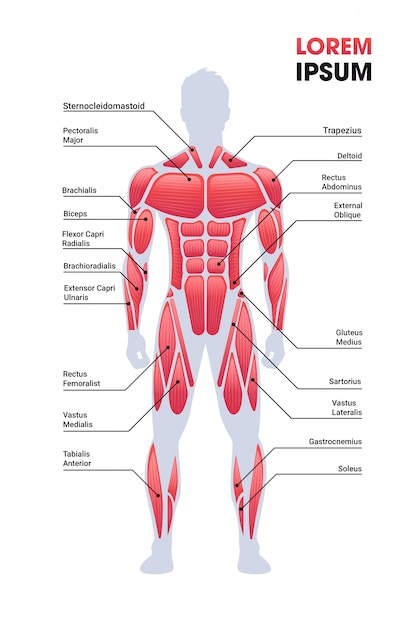 Premium Vector | Male muscular system board human body ...