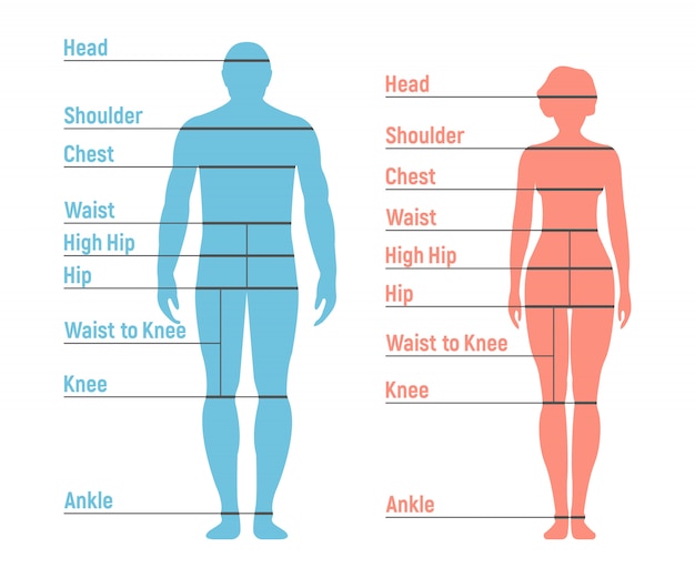 Man Body Type Chart