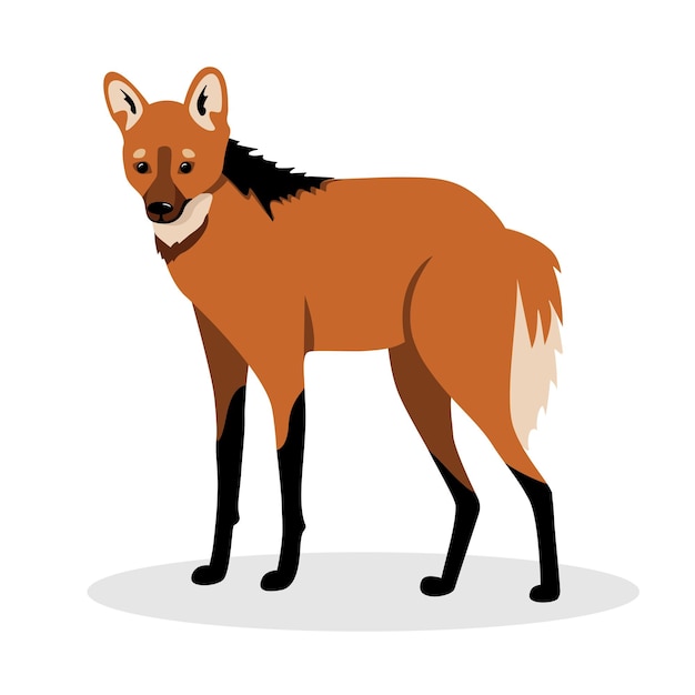 Premium Vector | Maned wolf in realistic style standing on a white ...