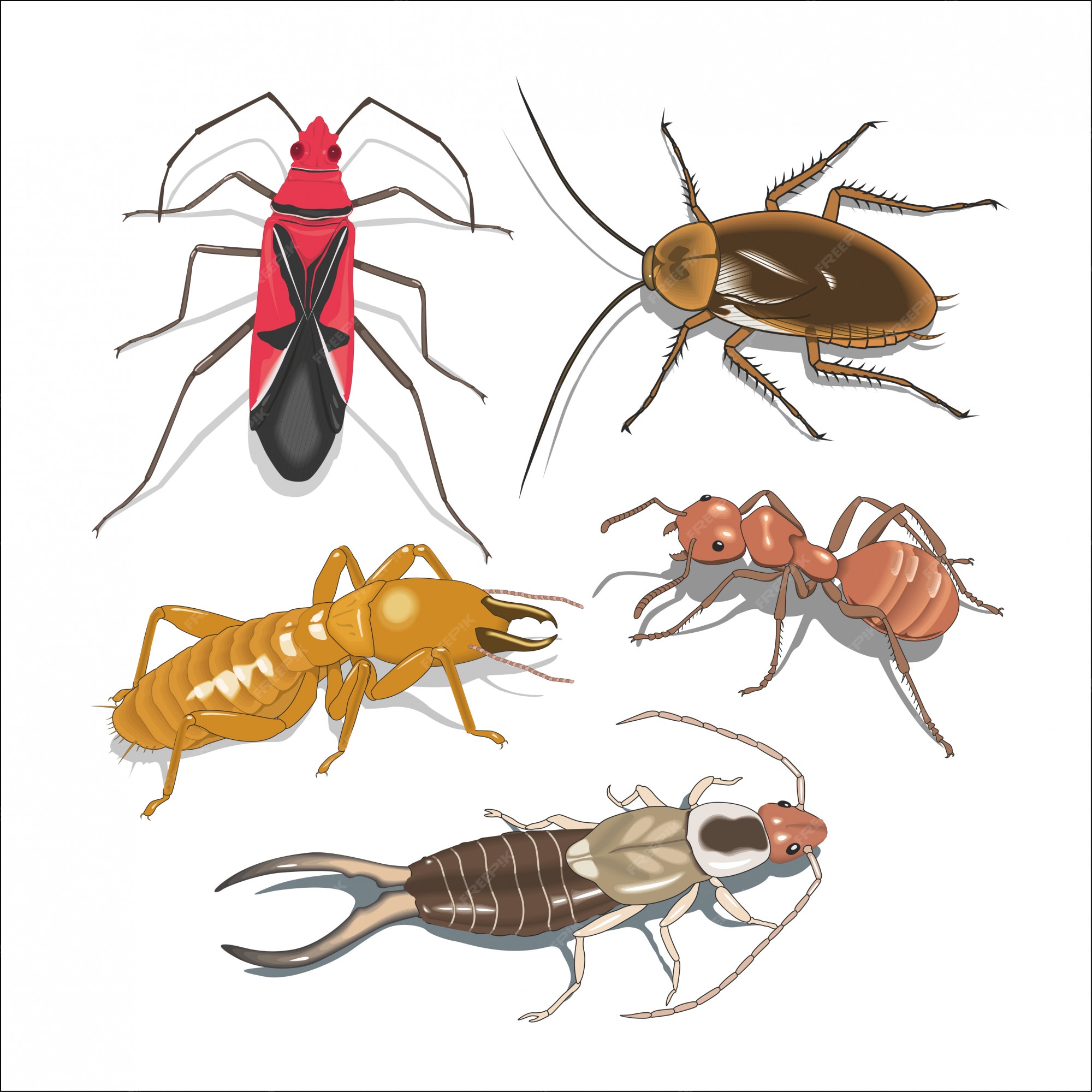 Premium Vector | Many different insects