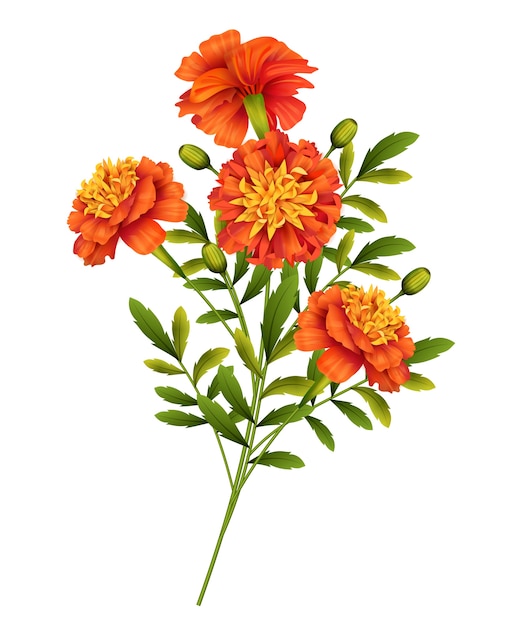 Premium Vector | Marigold flowers isolated on white background
