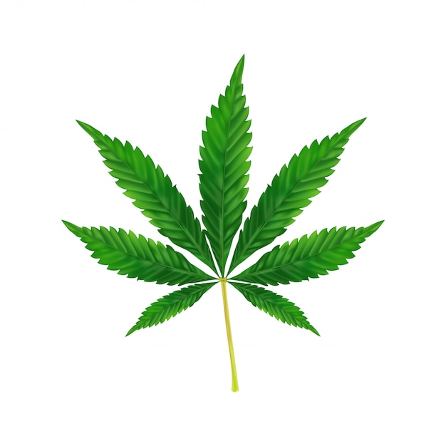 Premium Vector | Marijuana or cannabis leaf background. realistic ...