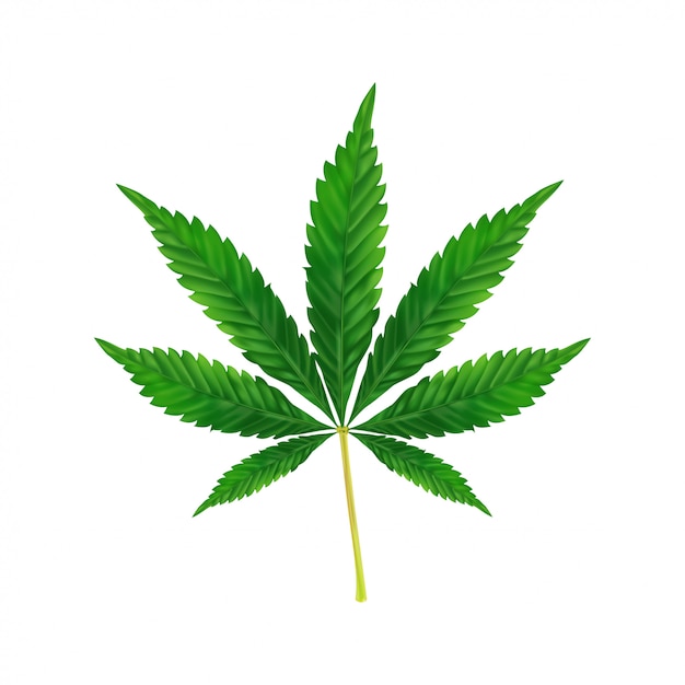 マリファナや大麻葉の背景 白で隔離される植物のリアルなイラスト プレミアムベクター