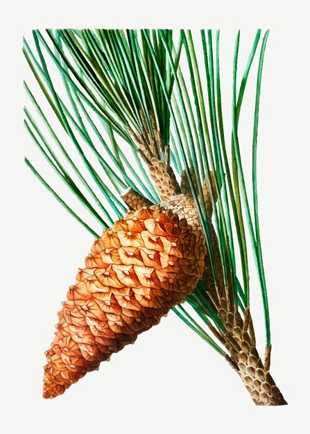 Download Maritime pine cone | Free Vector